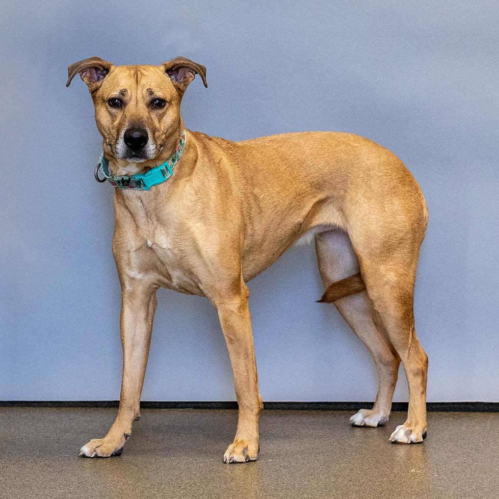 Lilly, a Adoptable mixed breed in Council Bluffs, IA image 2/2
