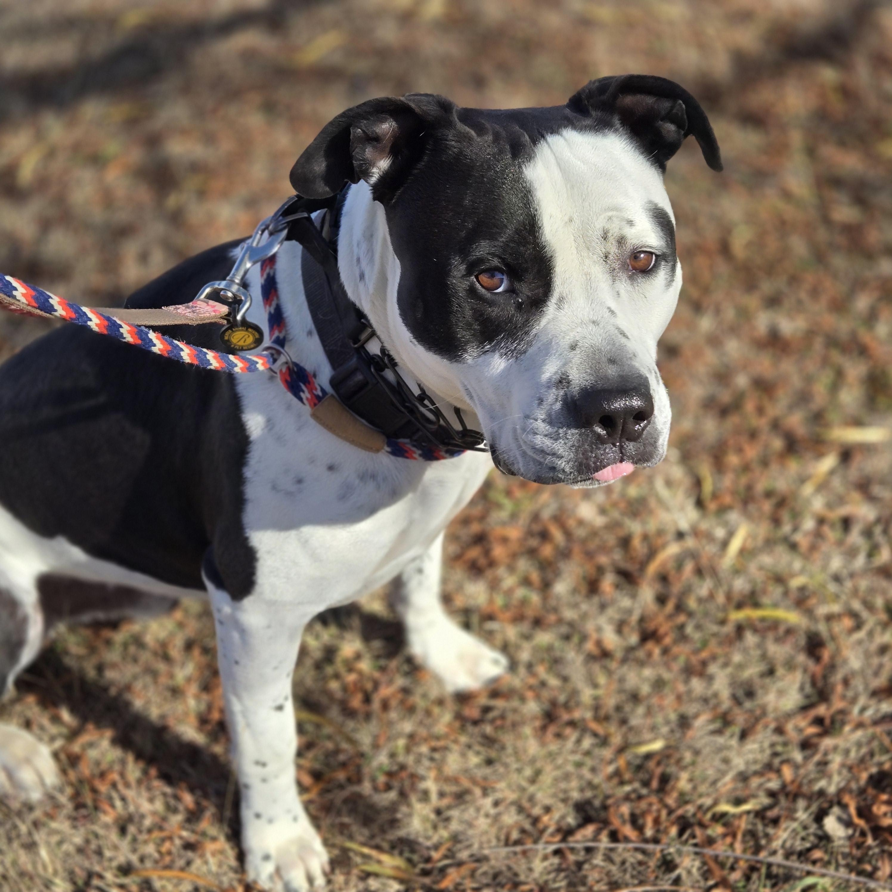 Enlarge Silas, a ADOPTABLE Pit Bull Terrier in Mansfield, TX image 1/1