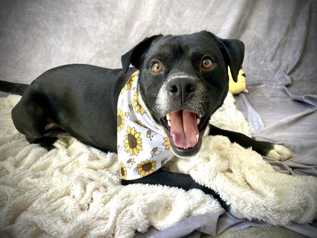 ACE, Adoptable, Adult Male Pit Bull Terrier.