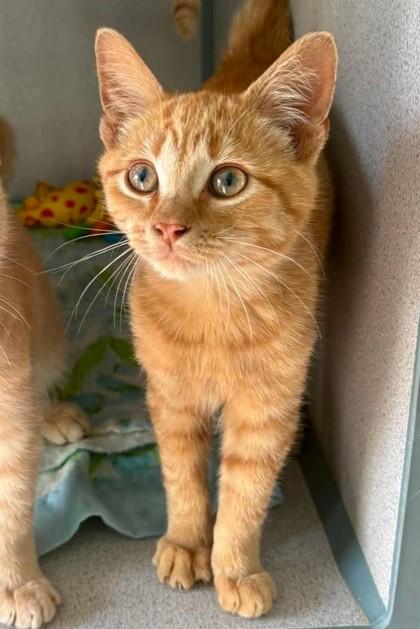 Frodo, Adoptable, Kitten Male Domestic Short Hair.