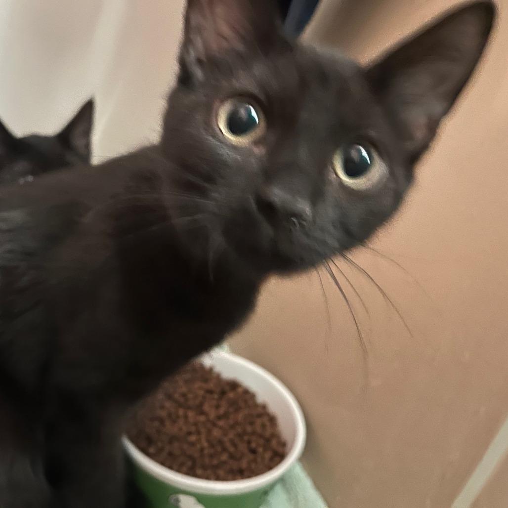 Onyx, Adoptable, Kitten Female Domestic Medium Hair.