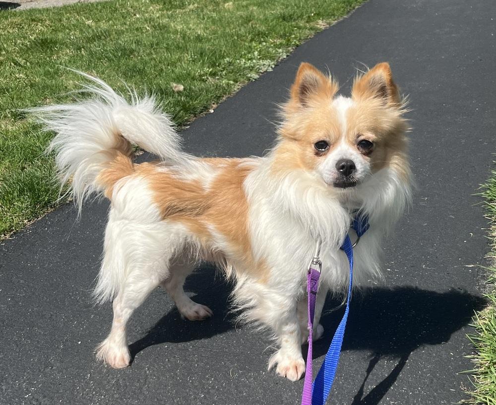 Doc, Adoptable, Young Male Chihuahua.