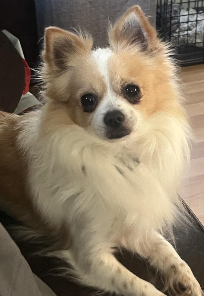 Enlarge Doc, a Adoptable Chihuahua in Waterbury, CT image 2/5
