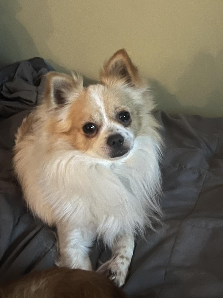 Enlarge Doc, a Adoptable Chihuahua in Waterbury, CT image 3/5