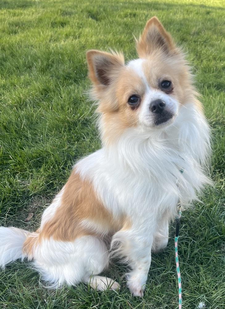 Enlarge Doc, a Adoptable Chihuahua in Waterbury, CT image 5/5