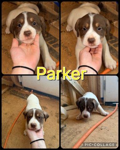 Parker, a Adoptable mixed breed in Albany, NY image 4/4