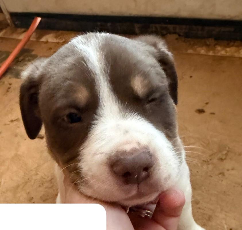 Parker, a Adoptable mixed breed in Albany, NY image 3/4