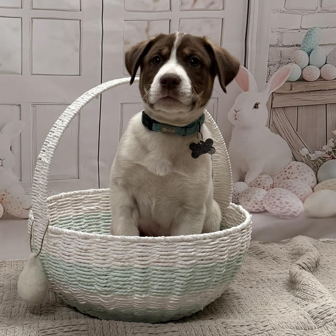 Parker, Adoptable, Puppy Male Terrier.