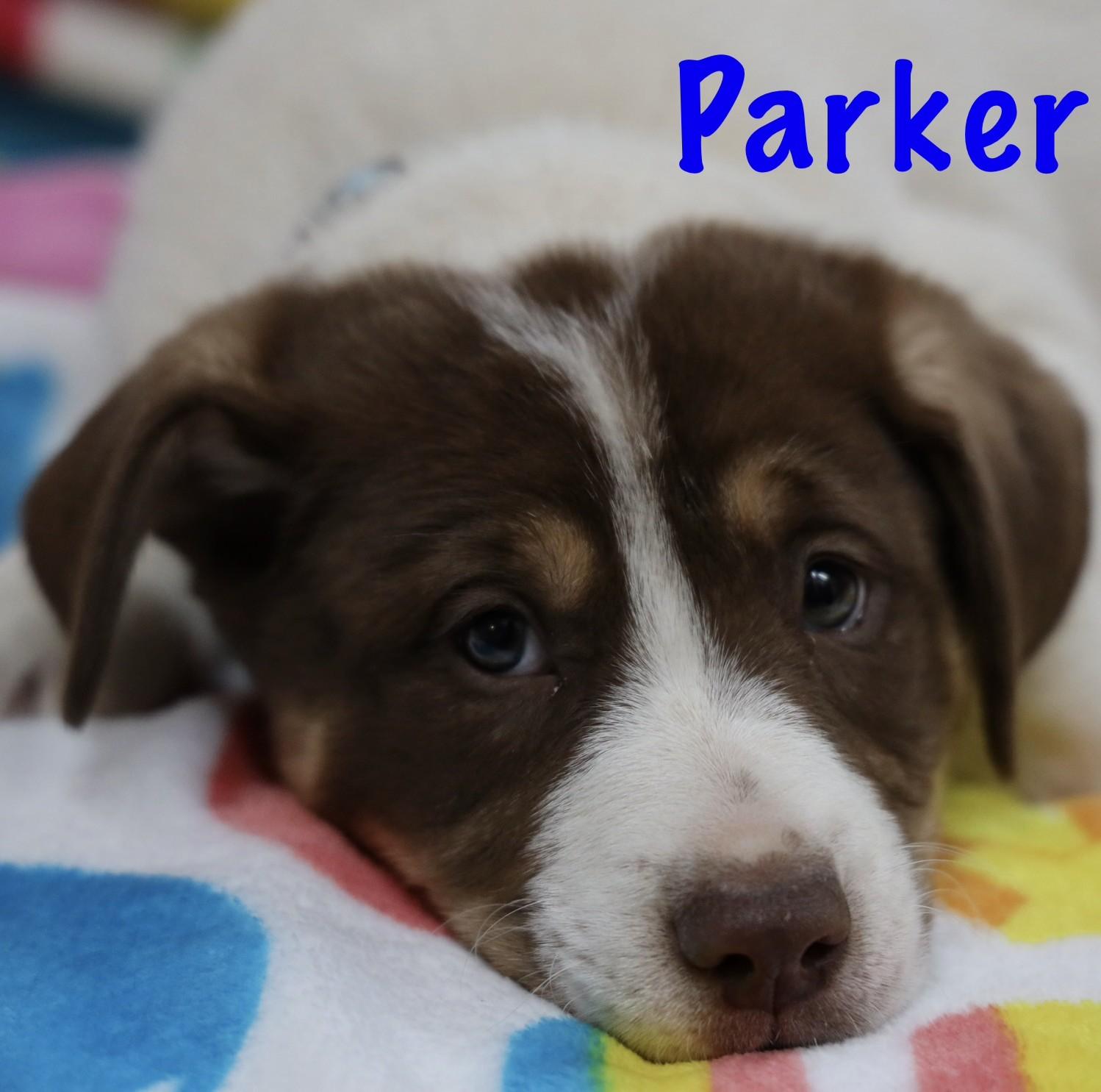 Parker, a Adoptable mixed breed in Albany, NY image 2/4