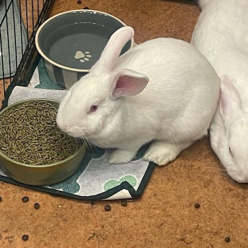 Mercury, Adoptable, Adult Female New Zealand.