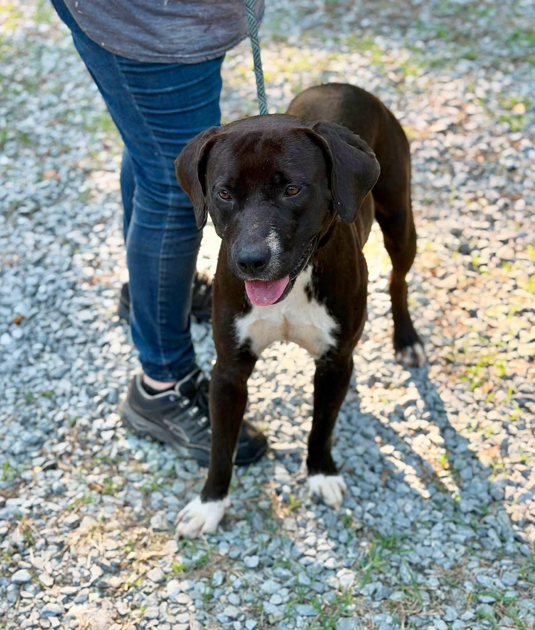 Enlarge Ace, a Adoptable mixed breed in Elizabethtown, NC image 2/2