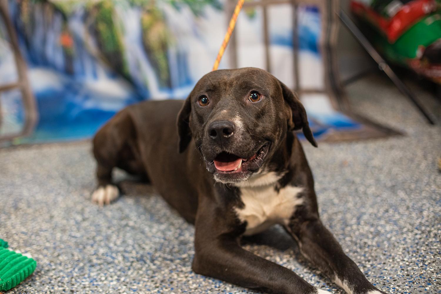 Ace, Adoptable, Adult Male Black Labrador Retriever.