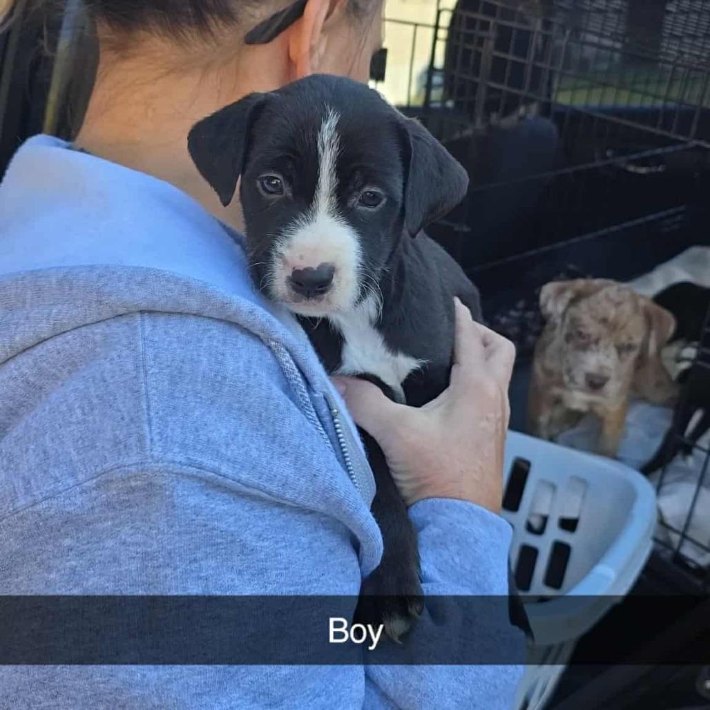 Charleston, a Adoptable Mixed Breed in Lima, OH image 2/2