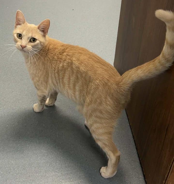 Rayna, Adult Female unknown
