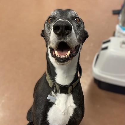 Enlarge Moe "Roo-Boy" - In Foster, a ADOPTABLE mixed breed in Rapid City, SD image 1/2