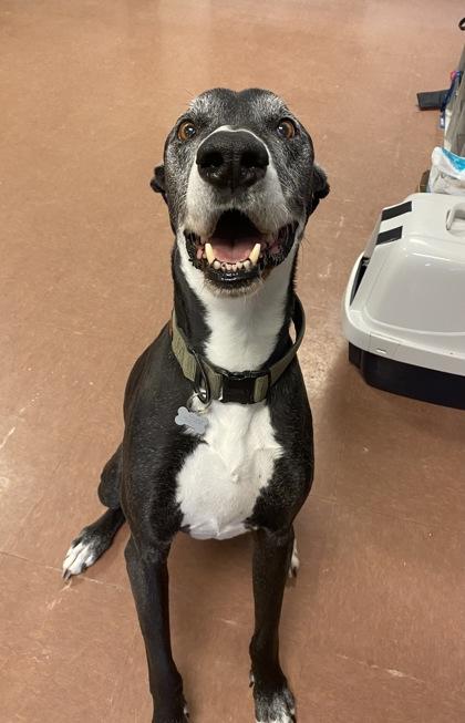 Enlarge Moe "Roo-Boy" - In Foster, a ADOPTABLE mixed breed in Rapid City, SD image 2/2