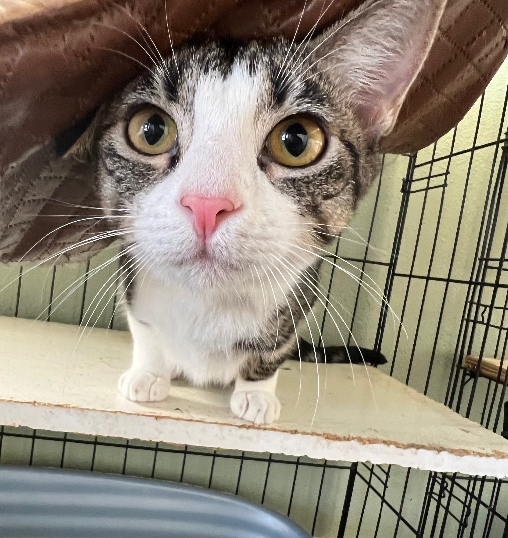 Tucker, Young Female Domestic Short Hair