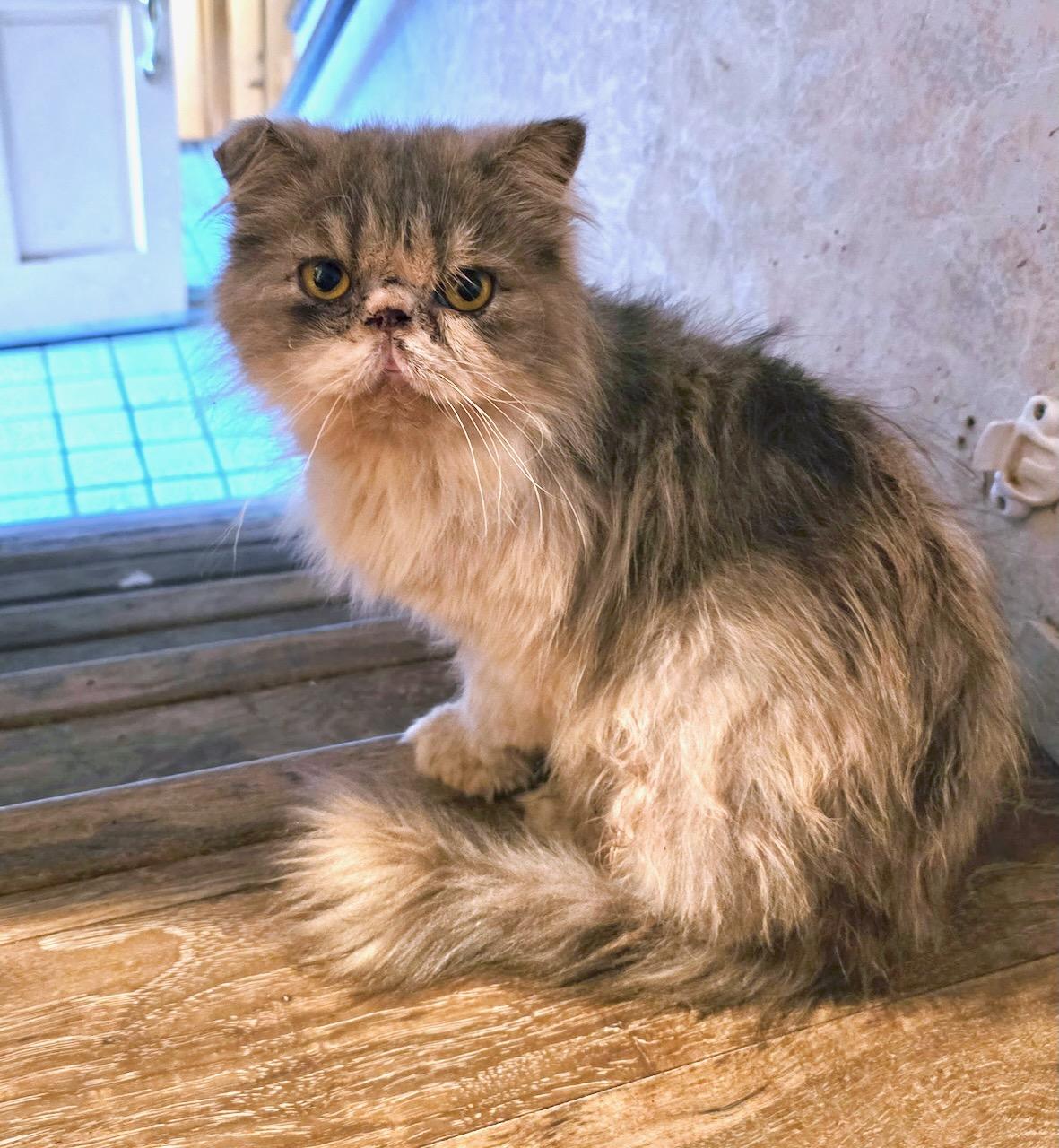 Pacifica Pete, Adopted, Adult Male Persian.
