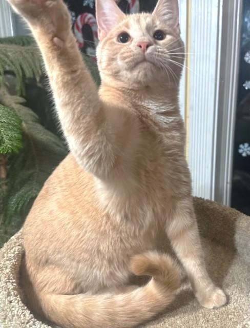 BEAUTIFUL BUFFY - BOLD BENGAL