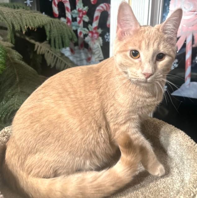 Enlarge BEAUTIFUL BUFFY  - BOLD BENGAL, a Adoptable mixed breed in Danbury, CT image 6/6