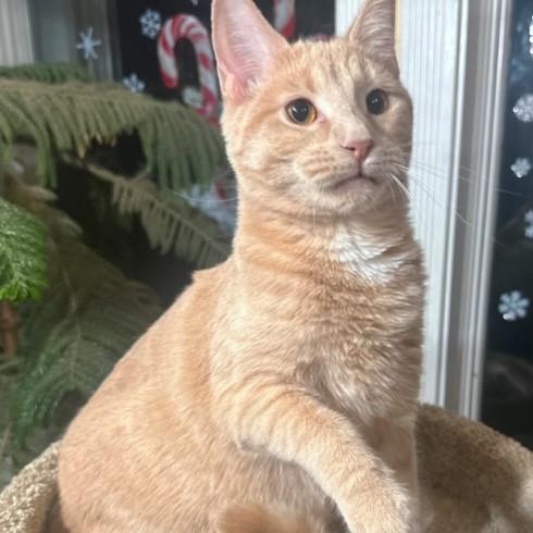 Enlarge BEAUTIFUL BUFFY  - BOLD BENGAL, a Adoptable mixed breed in Danbury, CT image 2/6