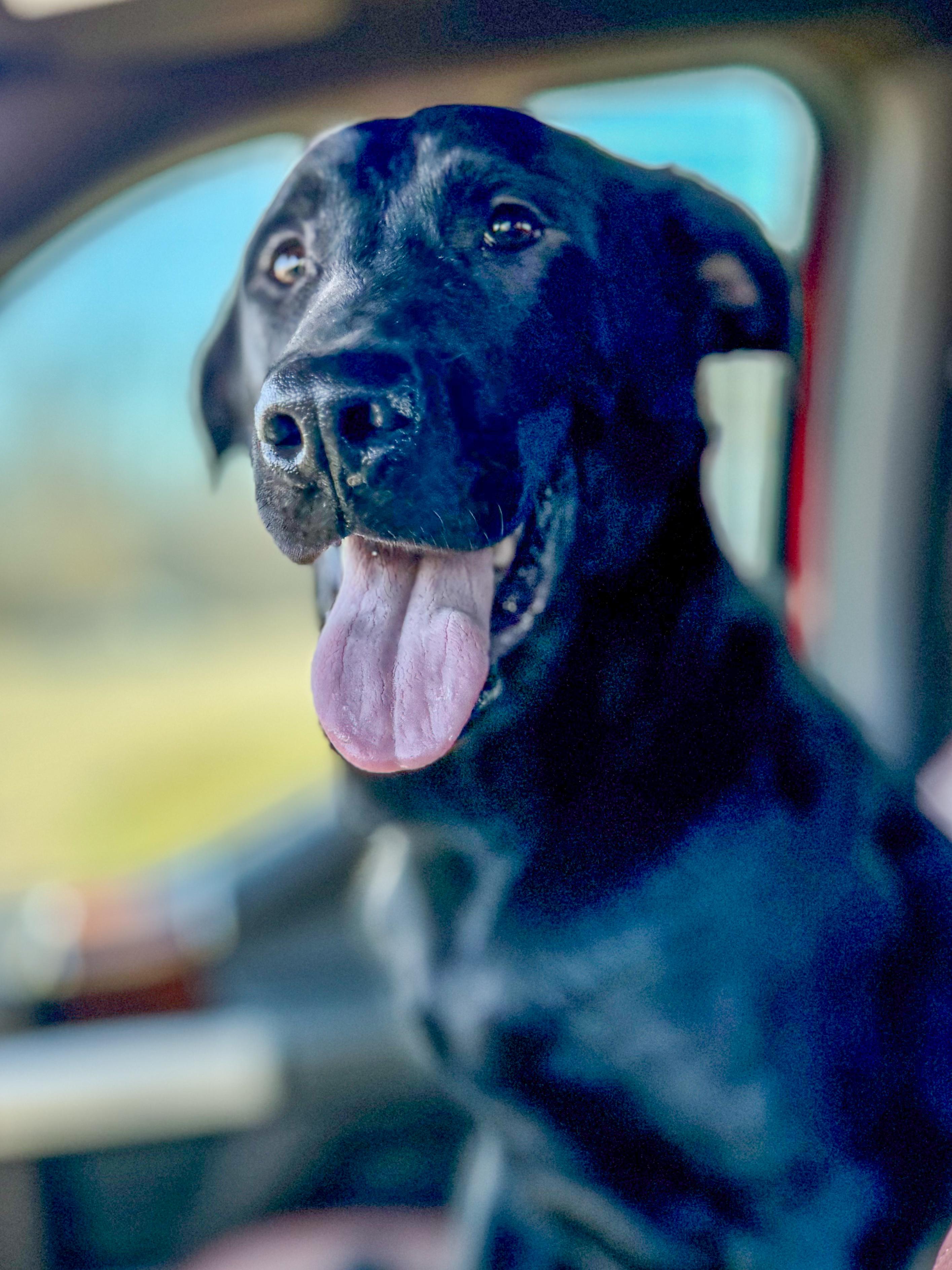 Elton , adopted, Young Male Black Labrador Retriever.
