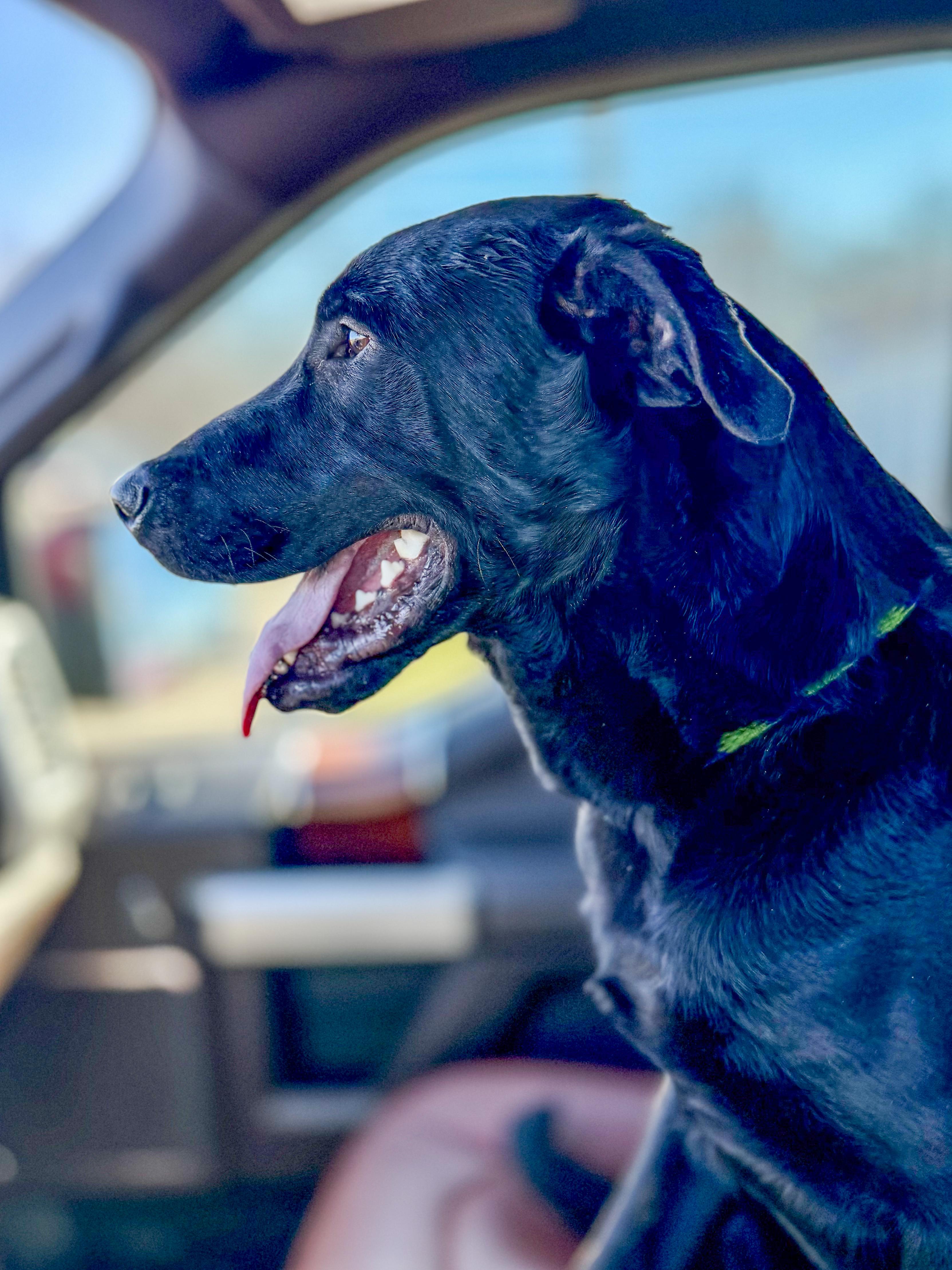 Elton , an adopted Black Labrador Retriever in Wellesley , MA image 6/6