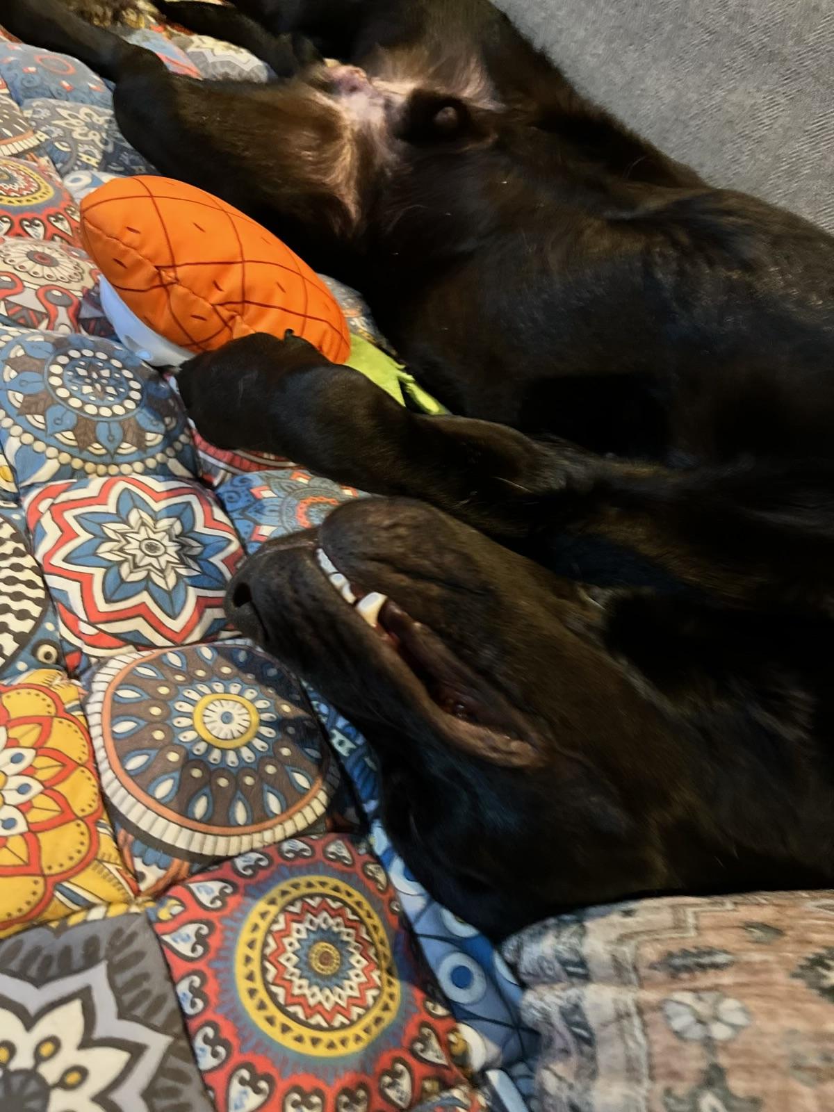 Elton , an adopted Black Labrador Retriever in Wellesley , MA image 4/6