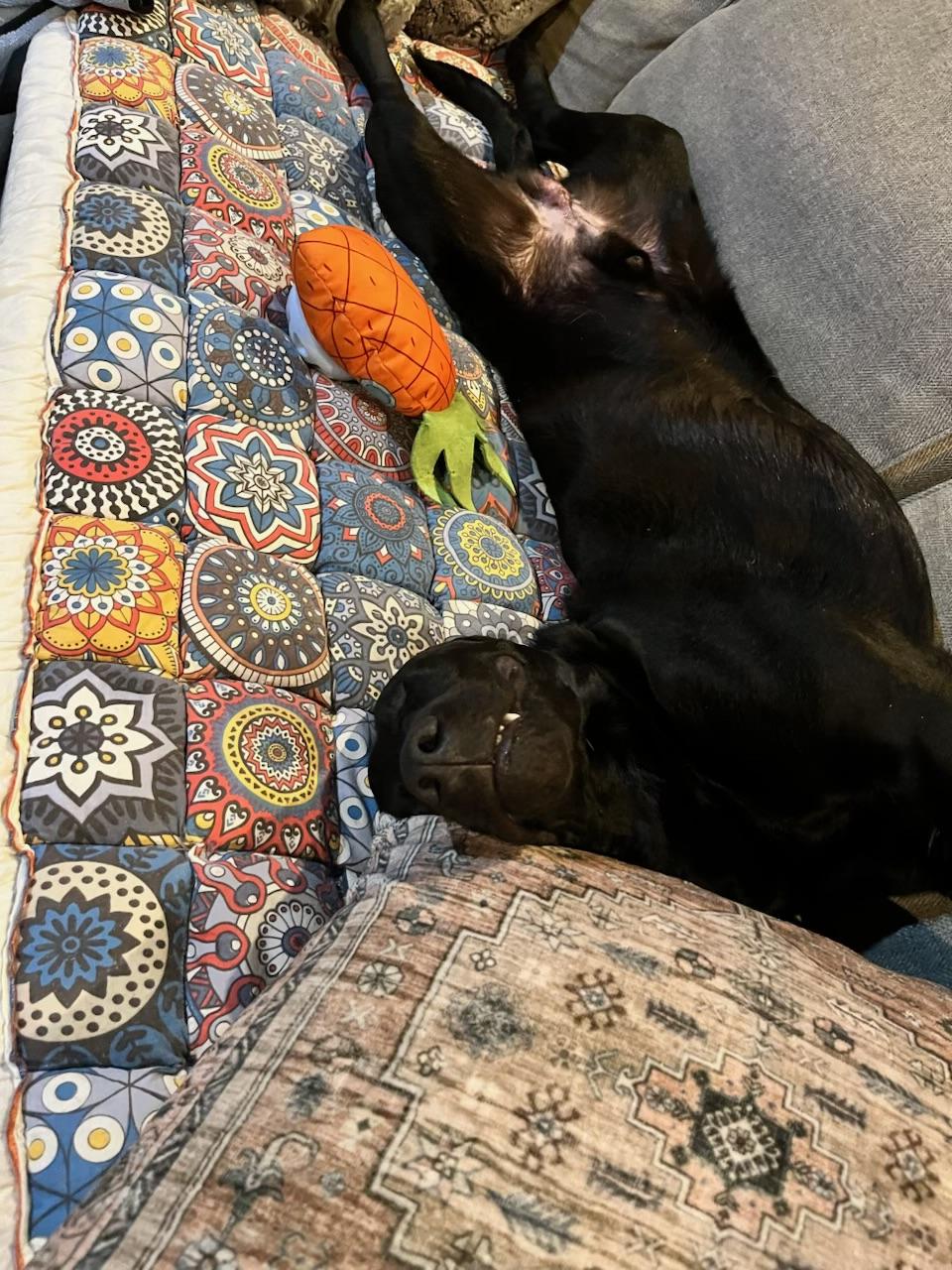 Elton , an adopted Black Labrador Retriever in Wellesley , MA image 5/6