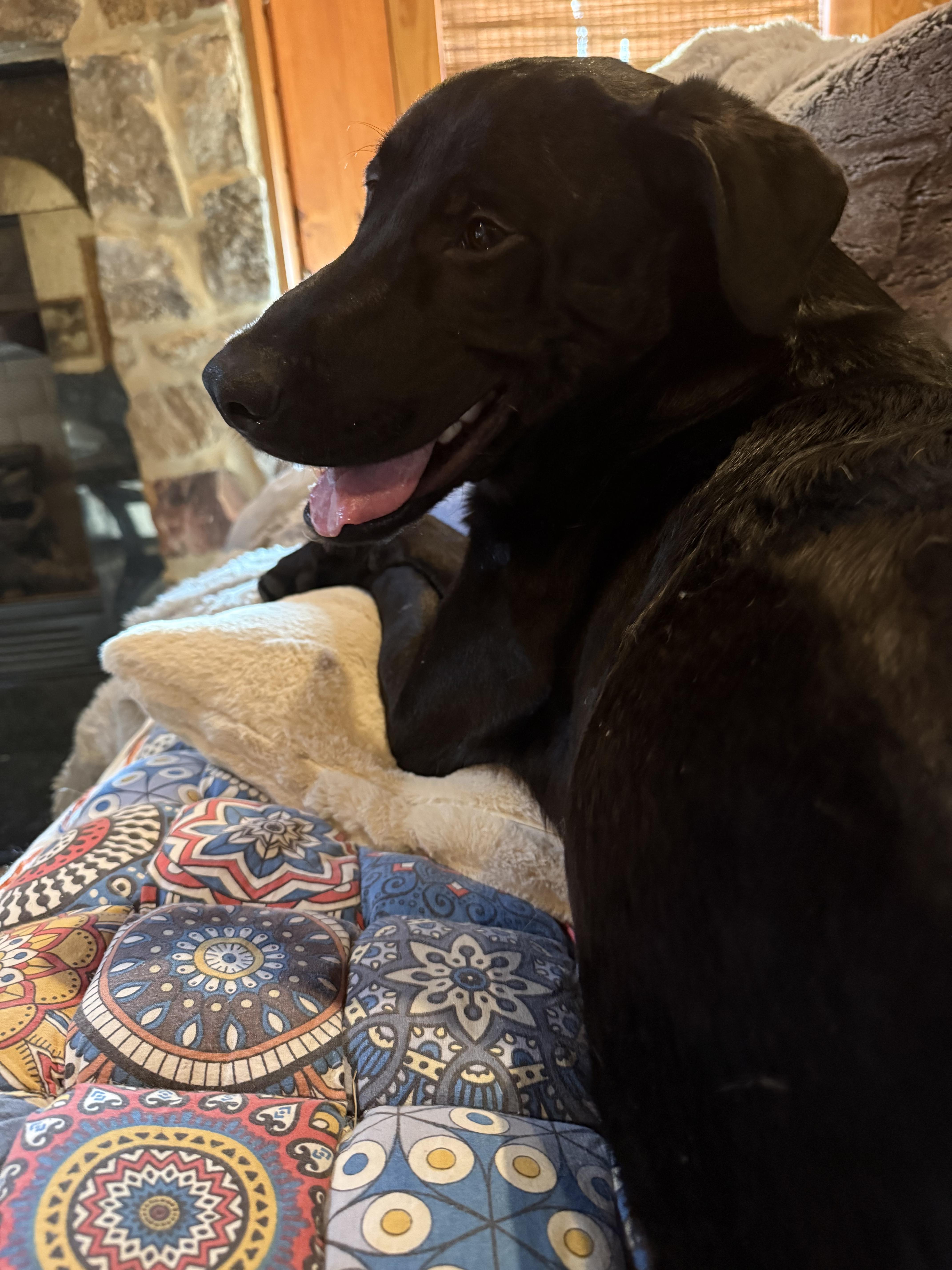 Elton , an adopted Black Labrador Retriever in Wellesley , MA image 2/6