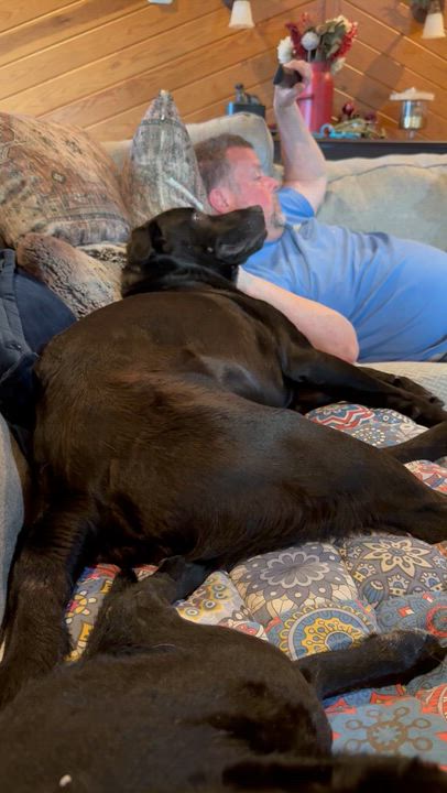 Enlarge Elton , an adopted Black Labrador Retriever in Wellesley , MA video 3/6