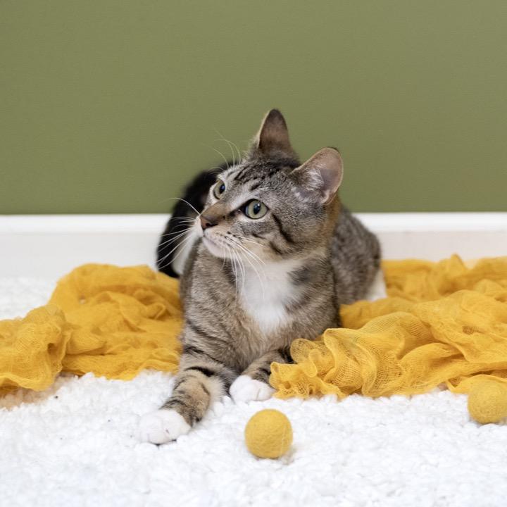 Ferrero, Adoptable, Kitten Male Domestic Short Hair.