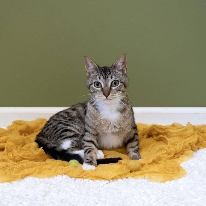 Enlarge Ferrero, a Adoptable Domestic Short Hair in Pekin, IL image 2/5