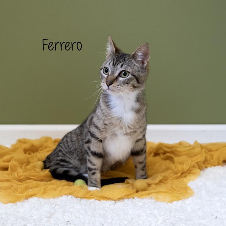 Enlarge Ferrero, a Adoptable Domestic Short Hair in Pekin, IL image 3/5