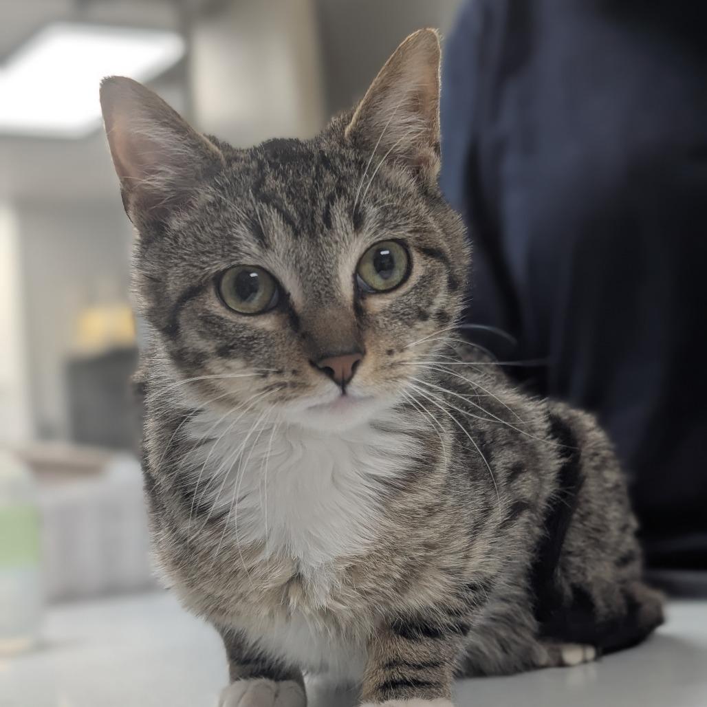Enlarge Ferrero, a Adoptable Domestic Short Hair in Pekin, IL image 4/5