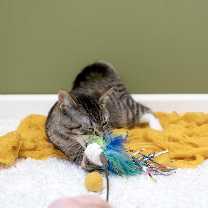 Enlarge Ferrero, a Adoptable Domestic Short Hair in Pekin, IL image 5/5