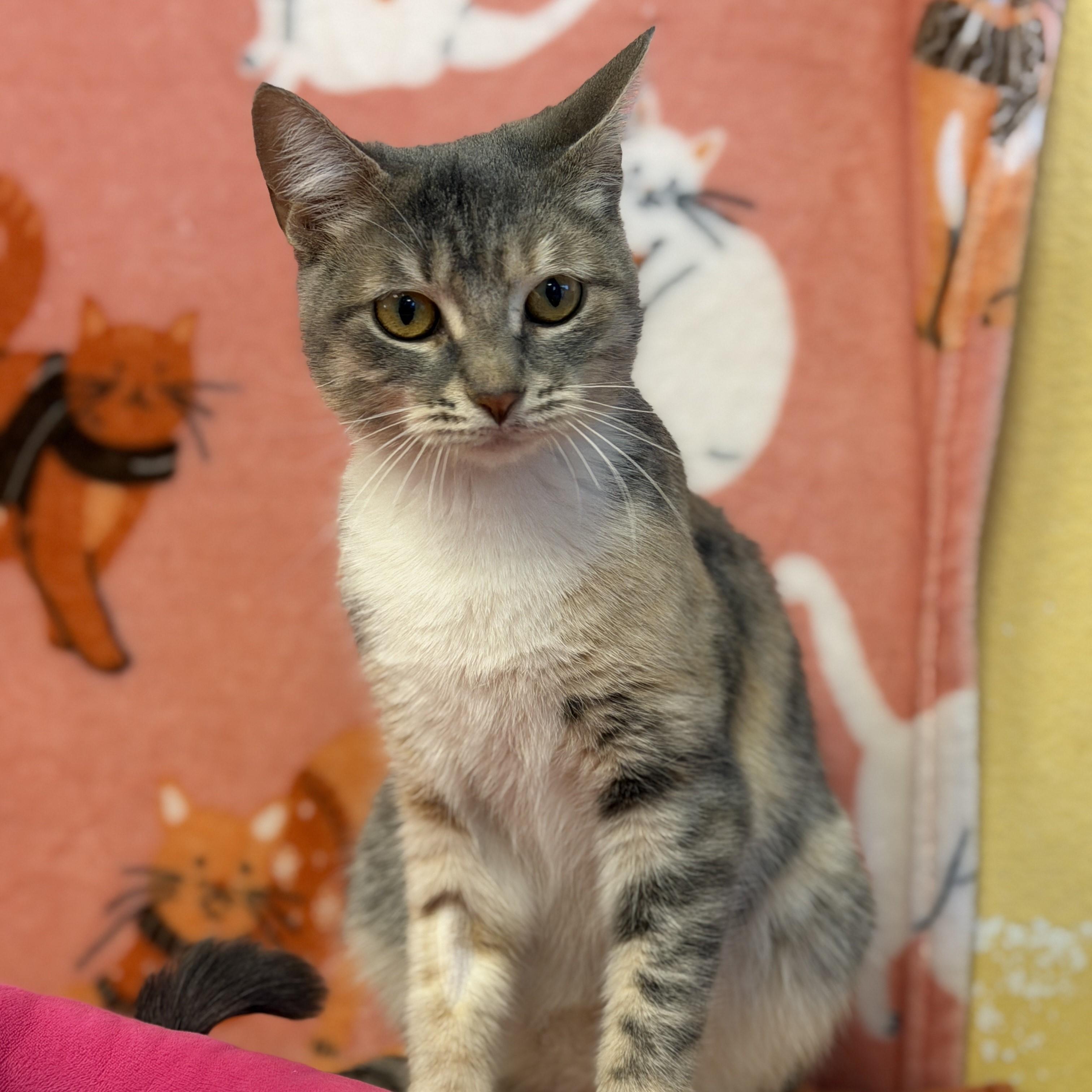 Enlarge Ritchey, a ADOPTABLE mixed breed in ALPINE, TX image 1/4