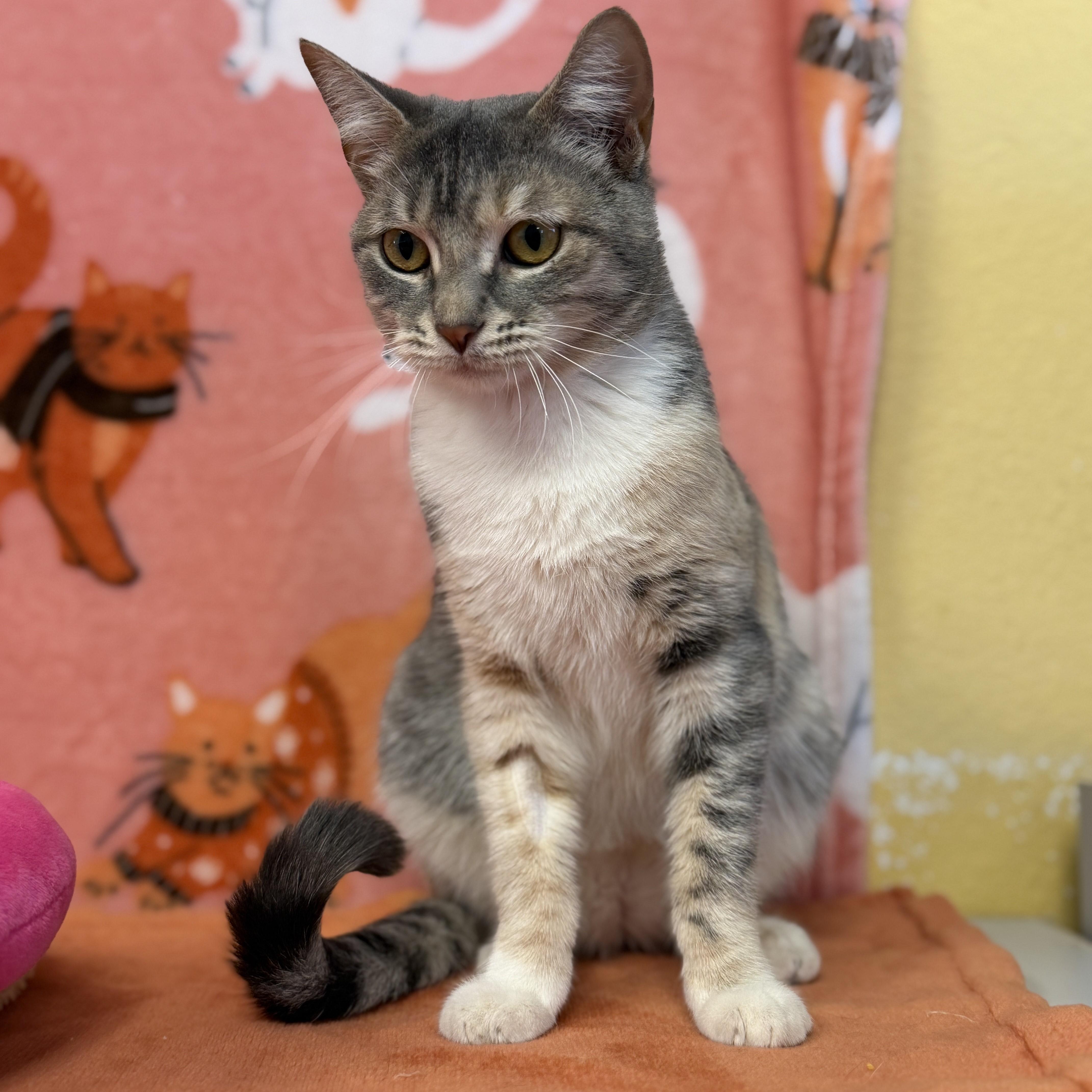 Enlarge Ritchey, a ADOPTABLE mixed breed in ALPINE, TX image 2/4