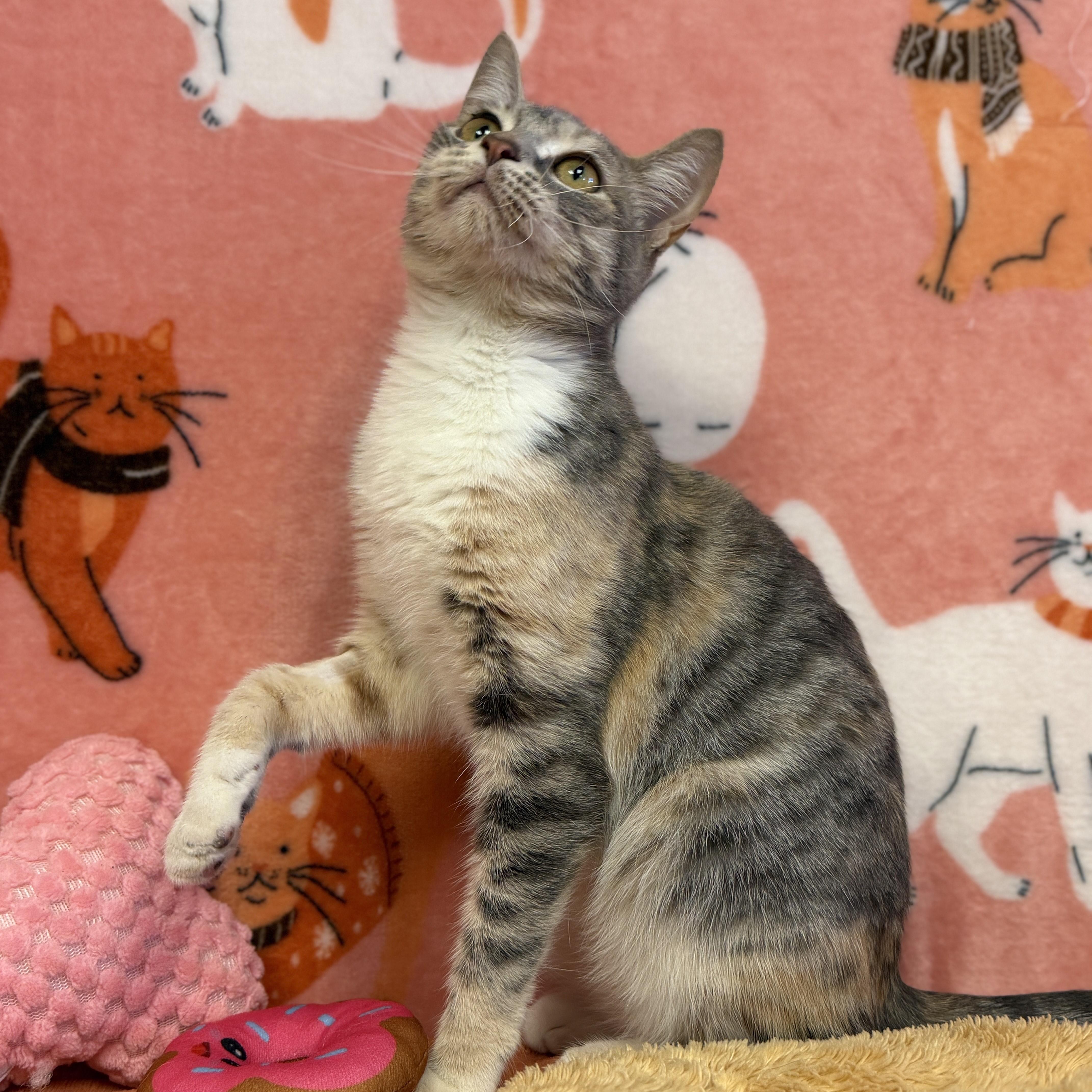 Enlarge Ritchey, a ADOPTABLE mixed breed in ALPINE, TX image 3/4