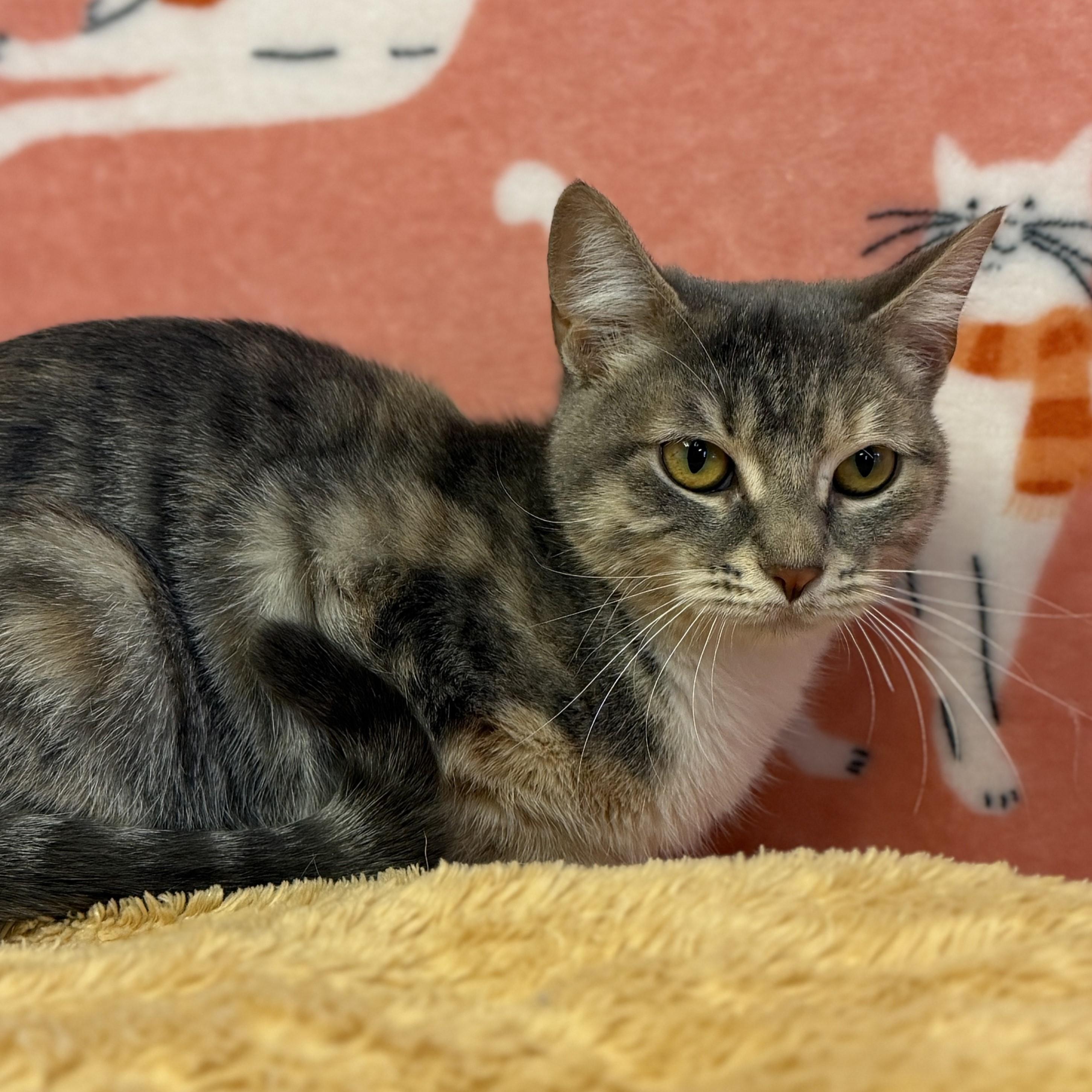 Enlarge Ritchey, a ADOPTABLE mixed breed in ALPINE, TX image 4/4