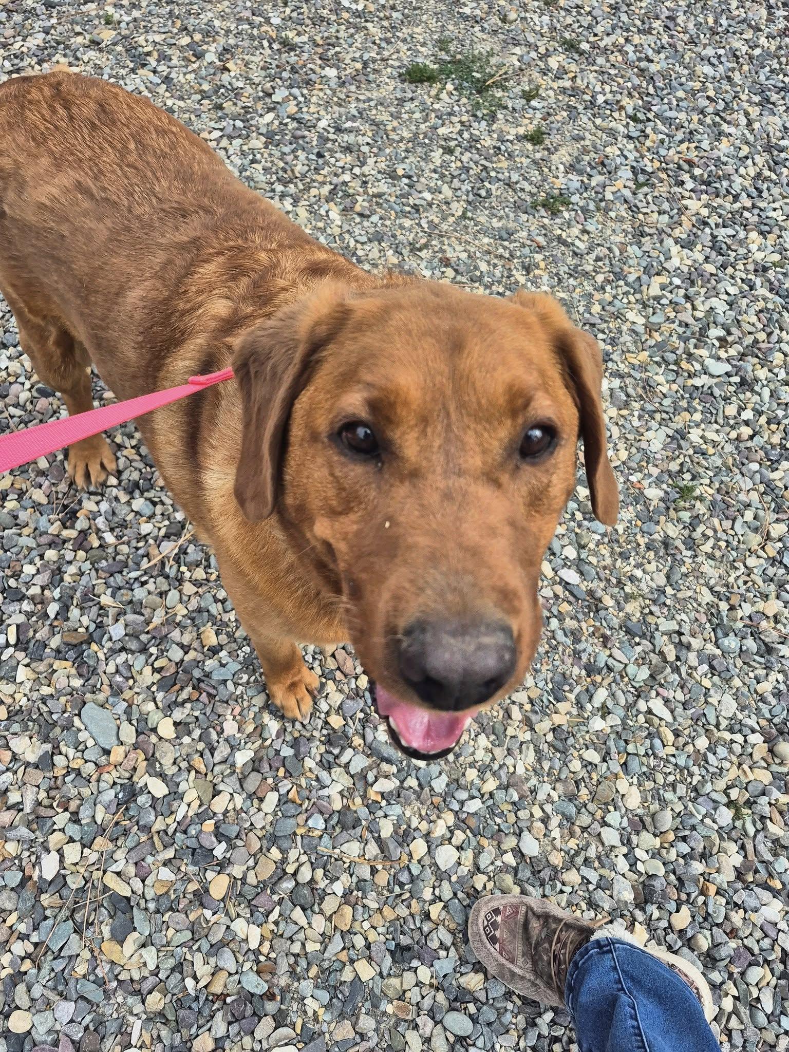 Tucker, an adoptable Labrador Retriever in Libby, MT, 59923 | Photo Image 2