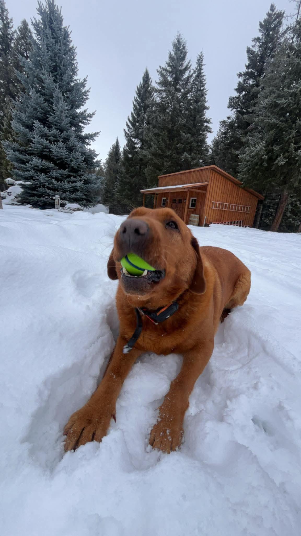 Tucker, an adoptable Labrador Retriever in Libby, MT, 59923 | Photo Image 3