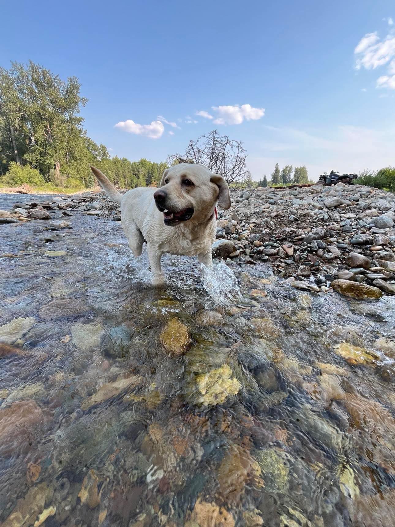 Tucker, an adoptable Labrador Retriever in Libby, MT, 59923 | Photo Image 5