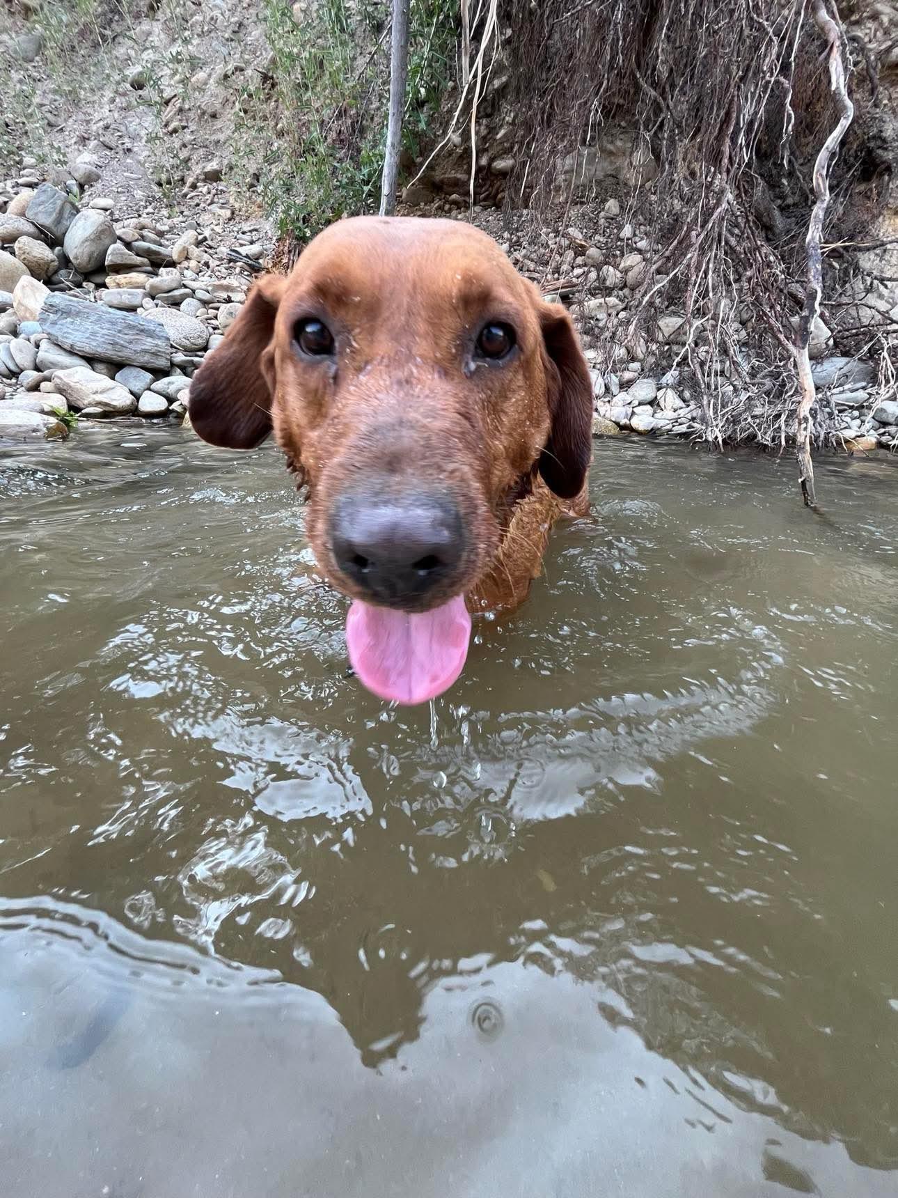 Tucker, an adoptable Labrador Retriever in Libby, MT, 59923 | Photo Image 4