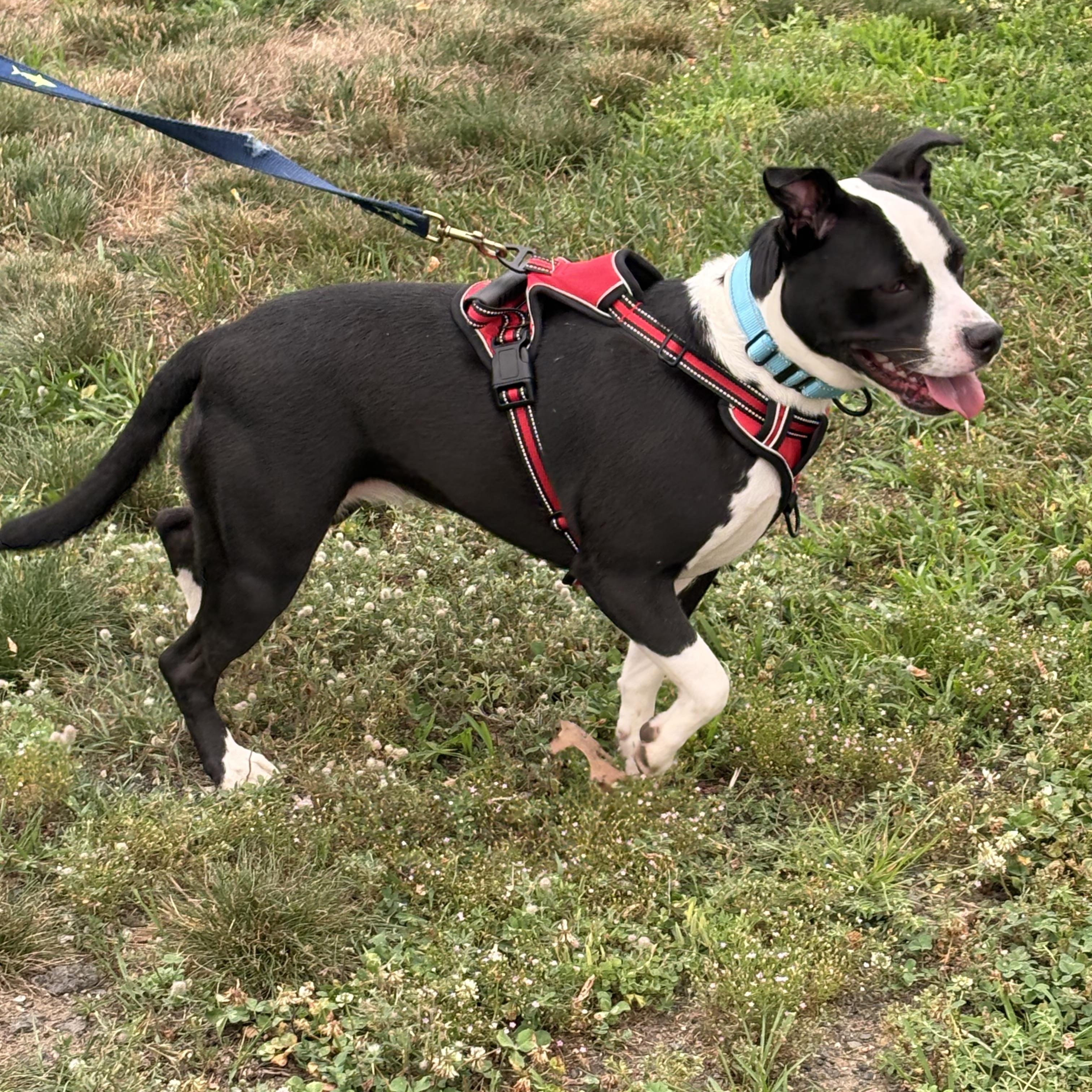 Enlarge Ladybug, a Adoptable Mixed Breed in Turners Falls, MA image 2/3