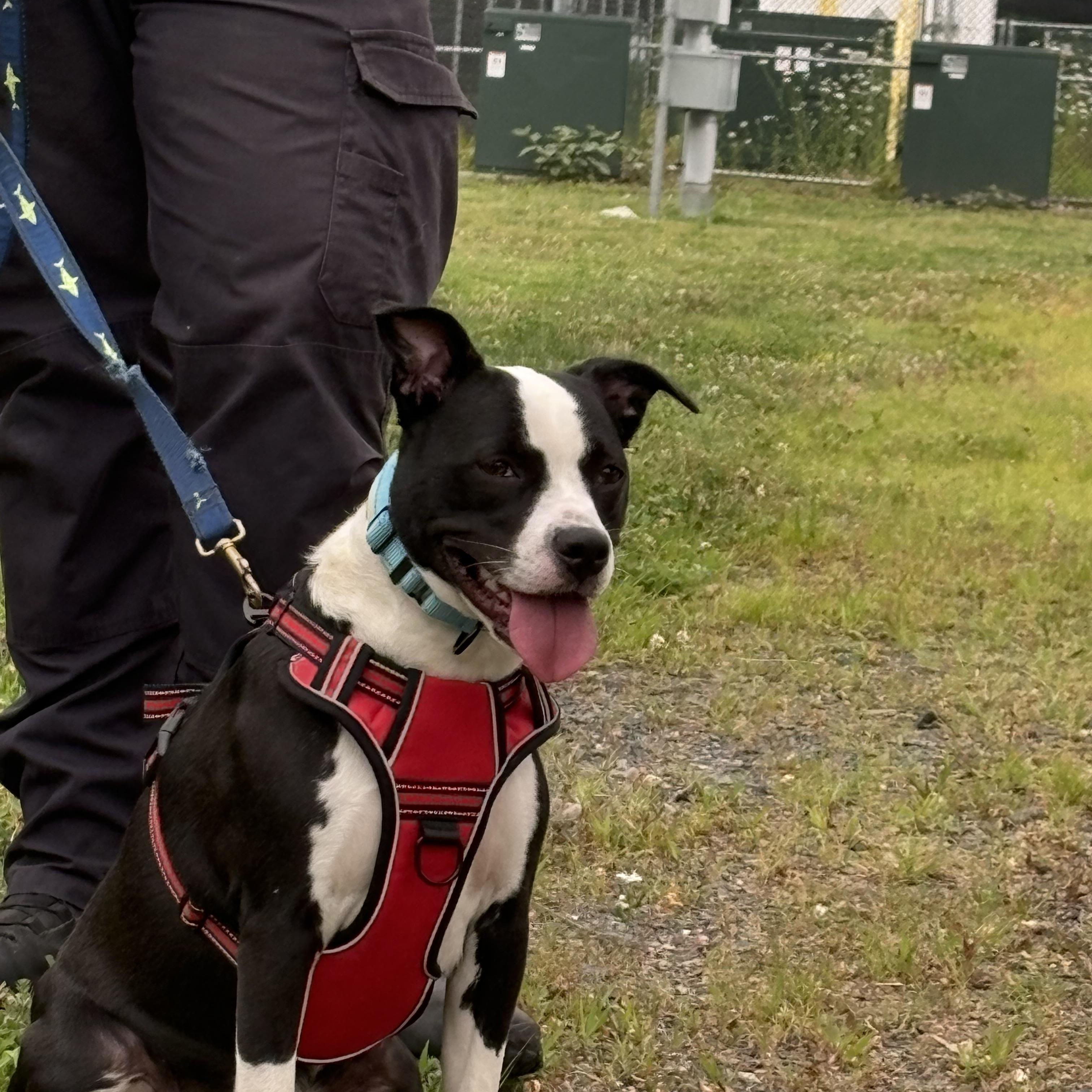 Ladybug, Adoptable, Adult Female Mixed Breed.