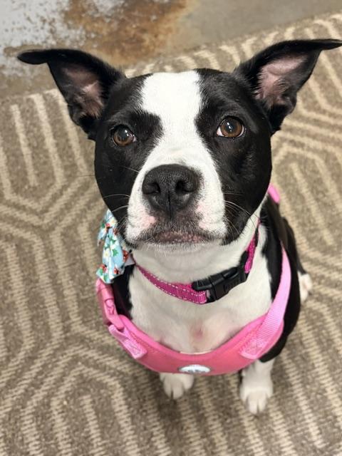 Ladybug, Adoptable, Adult Female Mixed Breed.