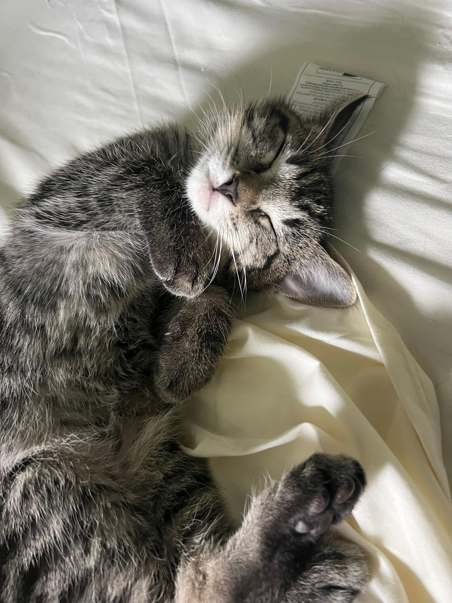 Sage, a ADOPTABLE Domestic Short Hair in Mount Juliet, TN image 5/5