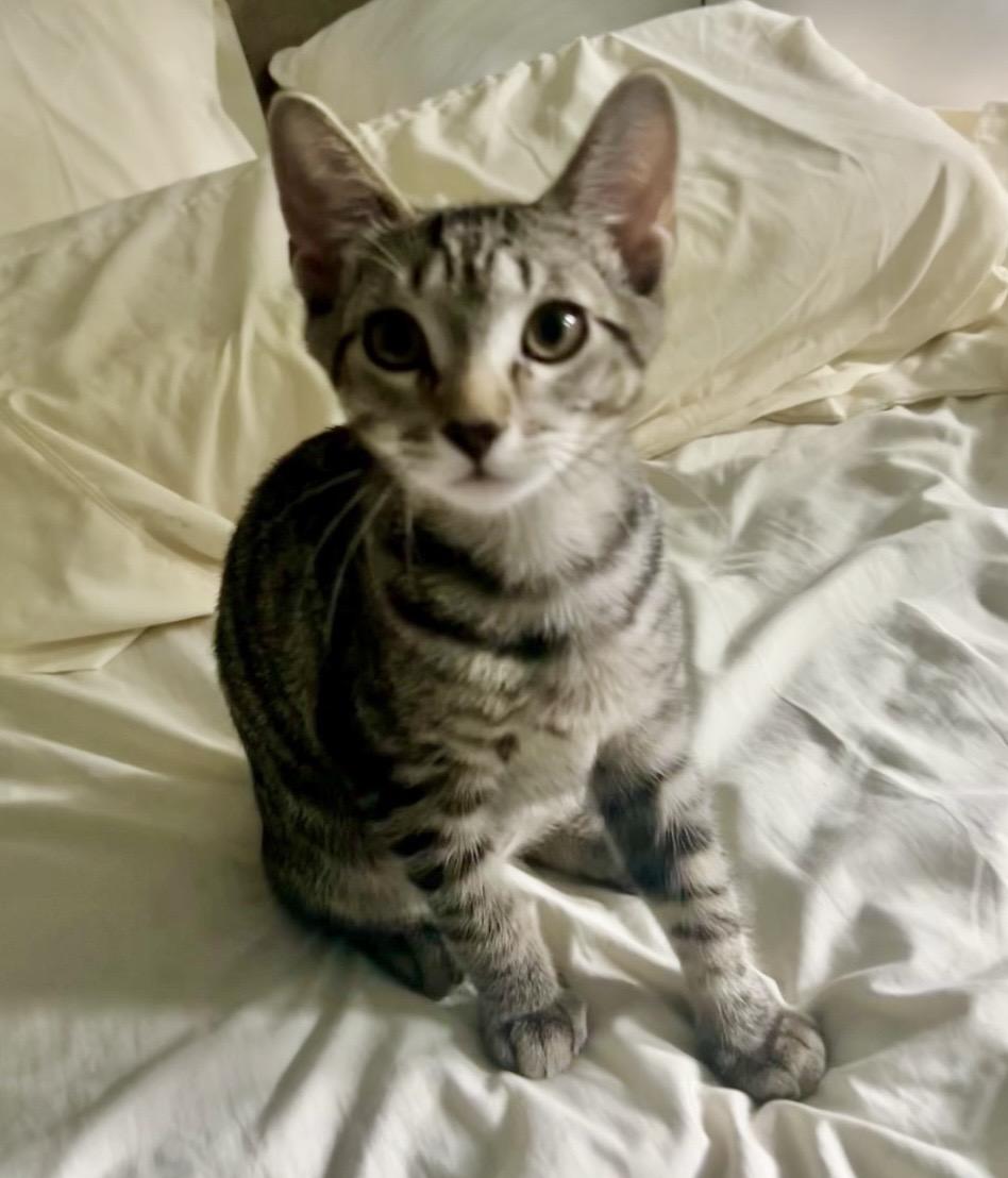 Enlarge Sage the Bobtail Kitten, a ADOPTABLE Domestic Short Hair in Mount Juliet, TN image 6/6