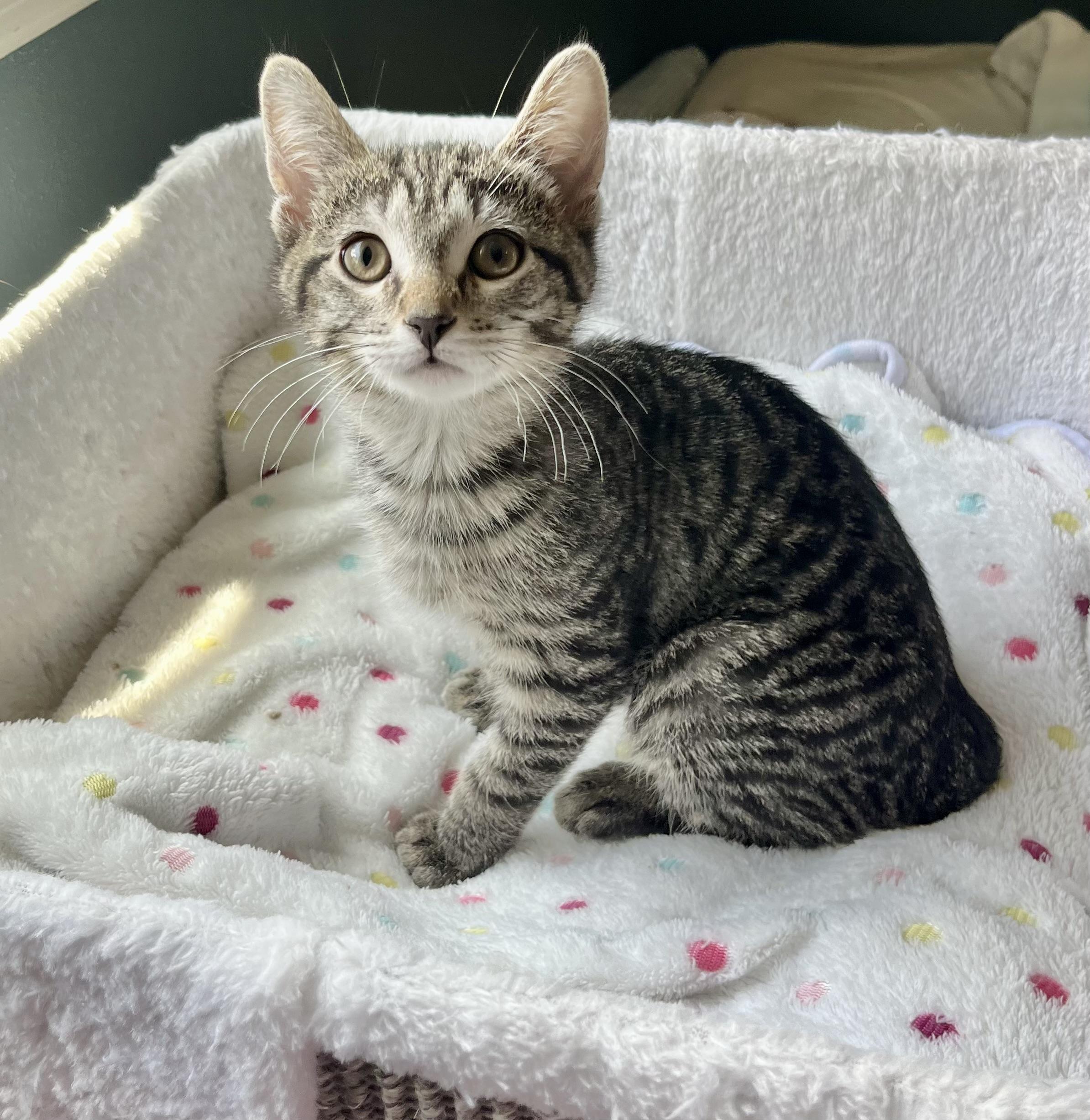 Sage, a ADOPTABLE Domestic Short Hair in Mount Juliet, TN image 3/5
